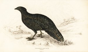 Vestlig tragopan eller vestlig horn tragopan, hunn, Tragopan melanocephalus av William Home Lizars