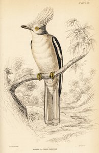 Hvitknepet hjelmskrike, Prionops plumatus