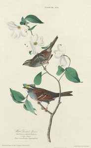 Hvitstrupespurv, 1827. av William Home Lizars