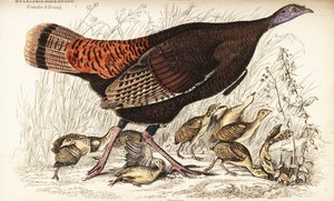 Vill kalkun, hunn og ung, Meleagris gallopavo av William Home Lizars