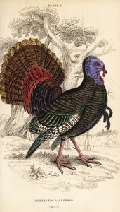 Vill kalkun, hann, Meleagris gallopavo av William Home Lizars