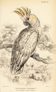 Kakadue, Cacatua sulphurea av William Home Lizars