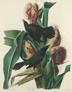 Lilla Grackle