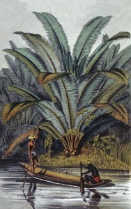  av William Hooker