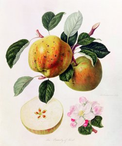 The Beauty of Kent, 1819