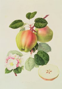 Den nederlandske Codlin, 1820