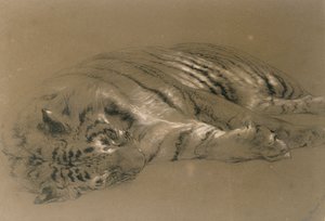 A Sleeping Tiger, 1876 (blyant og kritt på papir)