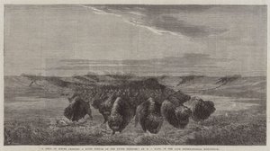 En flokk med bisoner som krysser en elvebunn på Upper Missouri, i den sene internasjonale utstillingen av William Jacob, Sr. Hays
