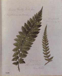 Common Prickly Shield-bregne, malt i Brantwood, 30. november 1857 (akvarell på papir) av William James Linton