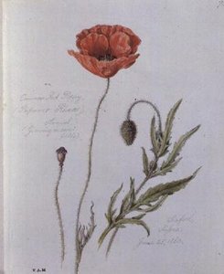 Common Red Poppy, malt i Seaford, Sussex, 25. juni 1860 (akvarell på papir)