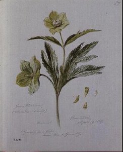 Grønn Hellebore, malt på Brantwood