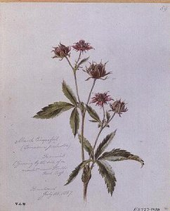 Marsh Cinquefoil, malt i Brentwood av William James Linton