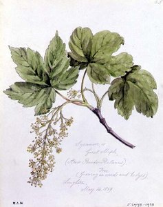 Sycamore, eller Great Maple, malt i Loughton