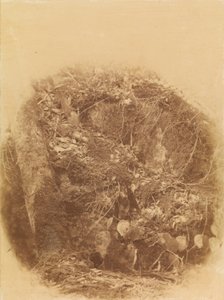  av William James Stillman