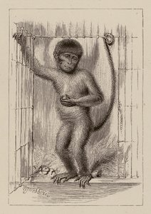  av William James Webbe