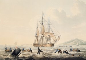 Whaling in South Seas, gravering av William John Huggins (1781-1845), 44x57 cm