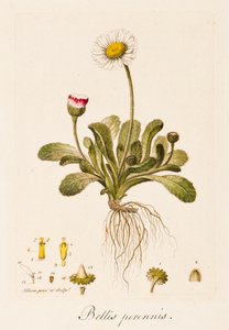 Flerårige kriger, Daisy, c1770-1790.