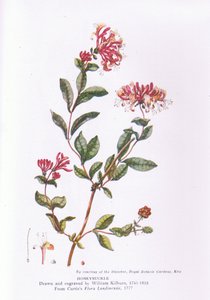 Honeysuckle, Nature in Britain utgitt av Collins, 1946 av William Kilburn