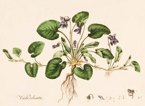 Søt fiolett, c1770-1790.