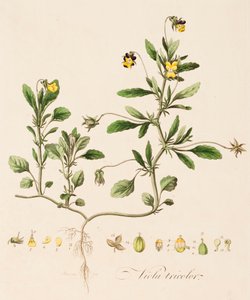 Bratsj tricolor, vill stemorsblomst, c1770-1790.