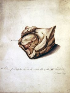 Study of the Brain II, ca. 1850 (akvarell på papir) av William Lover