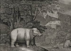 Hippopotamus of Cape of Good Hope, publisert i 