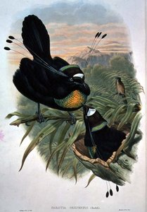 Arfak Six-wired Bird of Paradise (farge litho)