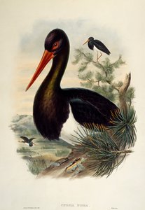 Black Stork (Ciconia nigra), litografi fra Birds of Great Britain