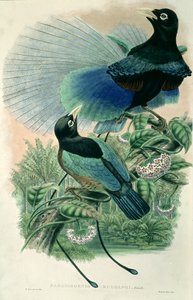 Blue Bird of Paradise (farge litho)