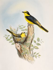 Brunrumpet Minivet (Pericrocotus cantonensis), litografi fra Birds of Asia av William Matthew Hart