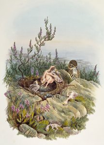 Common Cuckoo, av John Gould (1804-1881), litografi av William Matthew Hart (1830-1908), Storbritannia av William Matthew Hart