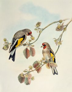 Europeisk gullfink (Carduelis carduelis caniceps), litografi fra Birds of Asia