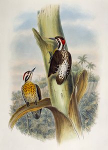 Philippine Pygmy Woodpecker (Dendrocopos maculatus), litografi fra Birds of Asia av William Matthew Hart