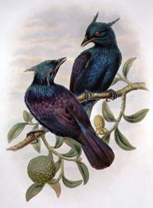 Phonygama Purpureiviolacea (farge litho) av William Matthew Hart