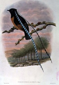 Pteridophora Alberti, konge av Sachsen Bird of Paradise (farge litho)