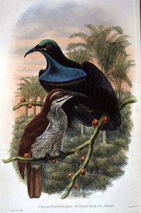 Ptiloris Magnificus, Rifle Bird of Paradise (farge litho) av William Matthew Hart