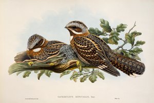 Rødhalset nattsvine (Caprimulgus ruficollis), litografi fra Birds of Great Britain