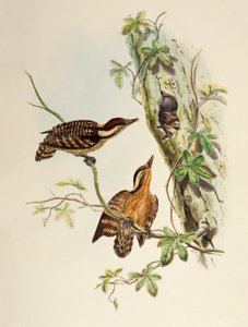 Sunda Woodpecker (Dendrocopos moluccensis), litografi fra Birds of Asia av William Matthew Hart