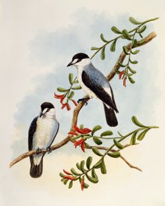 Torrent Robin (Monachella muelleriana), gravering av William Matthew Hart (1830-1908), Storbritannia
