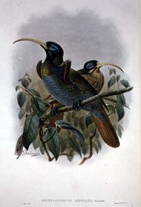 Hvit sigdnebb paradisfugl (farge litho) av William Matthew Hart