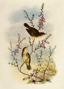 Hvitflekket fluesnapper (Pseudogerygone notata), gravering av William Matthew Hart (1830-1908), Storbritannia av William Matthew Hart