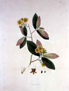 Ochna squarrosa, illustrasjon fra 