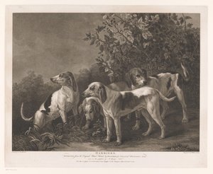 Fire jakthunder Harriers (tittel på objekt) av William Satchwell Leney