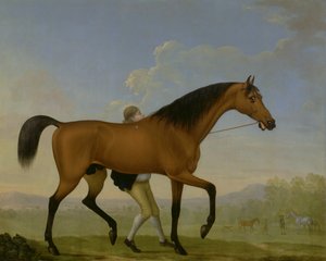 The Duke of Ancasters Bay Stallion, Blank, går mot en hoppe