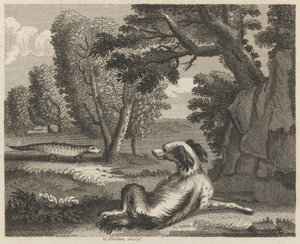 Spanielen og kameleonen av William Skelton