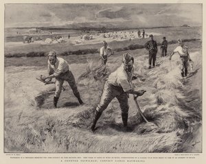 Et ettertraktet privilegium, Convict Gangs Haymaking av William Small
