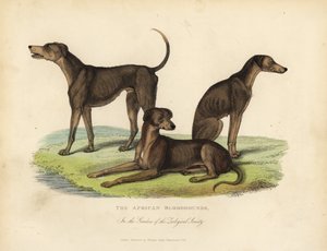 Afrikanske blodhunder i hagene til Zoological Society. av William Smellie