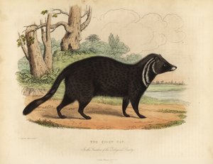 Afrikansk sivet, Civettictis civetta.