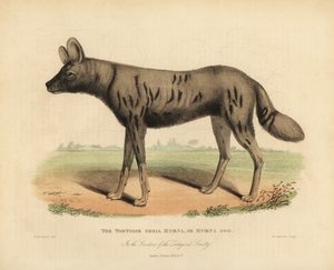 Afrikansk jakthund, Lycaon pictus.