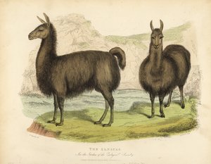 Alpakka, Vicuna pacos. av William Smellie